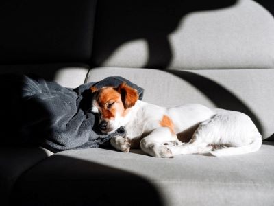 Dog comfortably sleeping