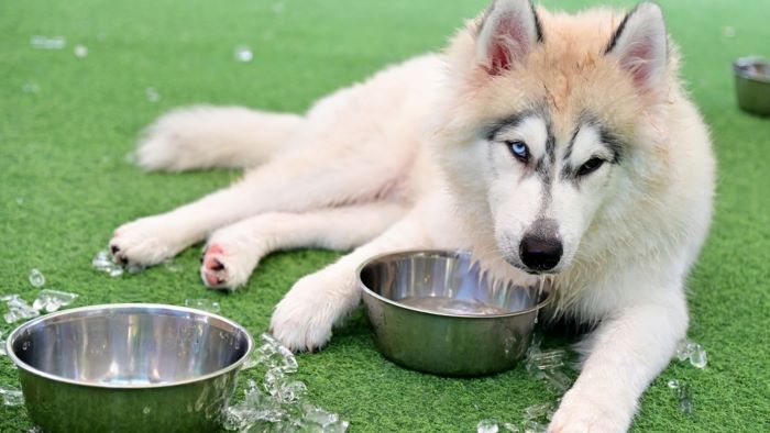 Dog drinking cold water with ice cubes Dog drinking cold water with ice cubes