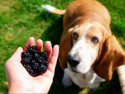 Dog eating blackberries