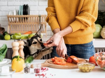 Dog eating healthy food Dog eating healthy food