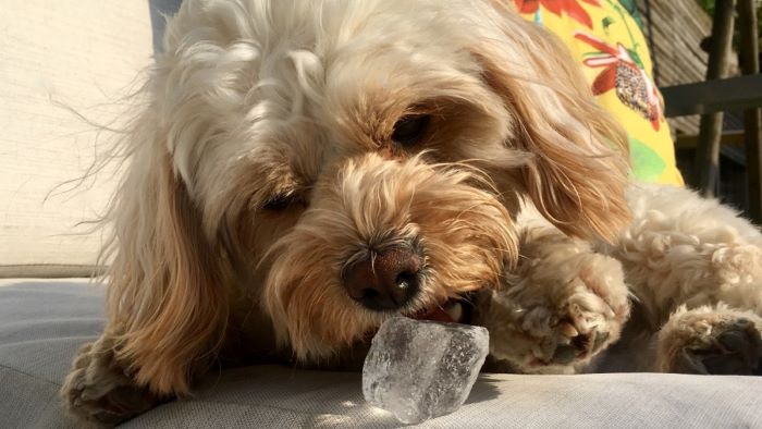 Picture of Can Dogs Eat Ice Cubes? Cool Treat or Choking Hazard - WeWantDogs
