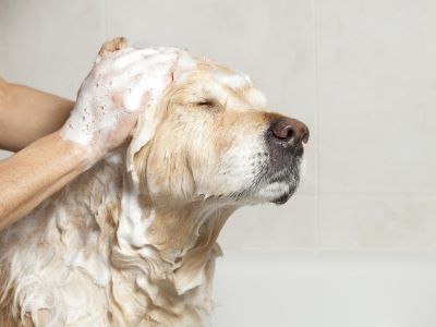Dog having a bath to treat allergies Dog having a bath to treat allergies