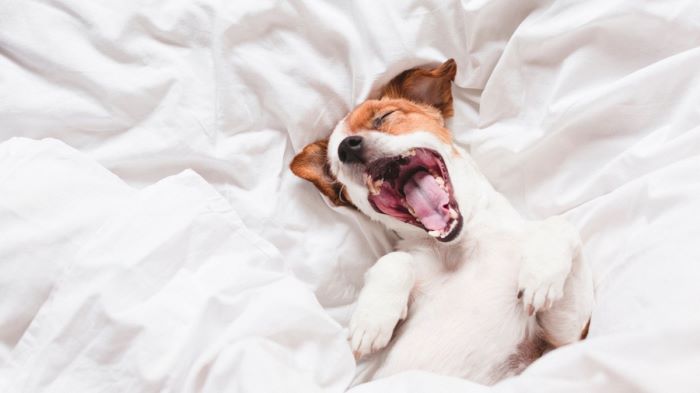 Dog howling in sleep