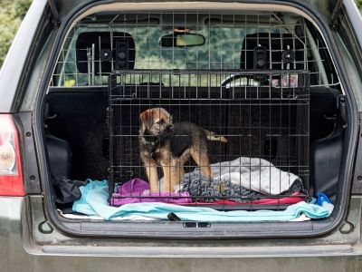 Dog inside a crate