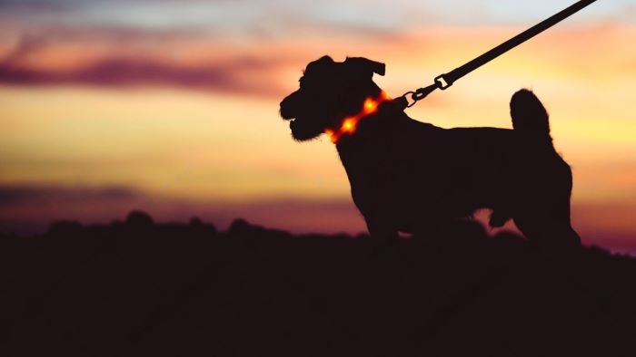 Dog wearing LED light collar Dog wearing LED light collar