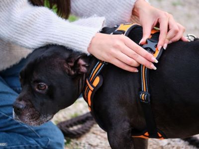 Dog wearing a harness Dog wearing a harness