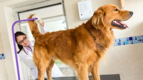 The Best Tools and Equipment for Safe and Effective Dog Anal Gland ...