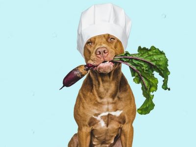 Serve Beetroot to Your Dog Serve Beetroot to Your Dog