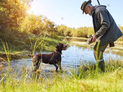 Dog hunts down a duck What Are the Benefits of Gun Dog Training?