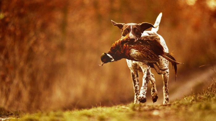 Dog hunts down the game Dog hunts down the game
