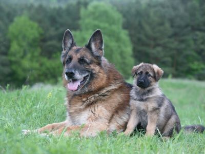 Old and young dog