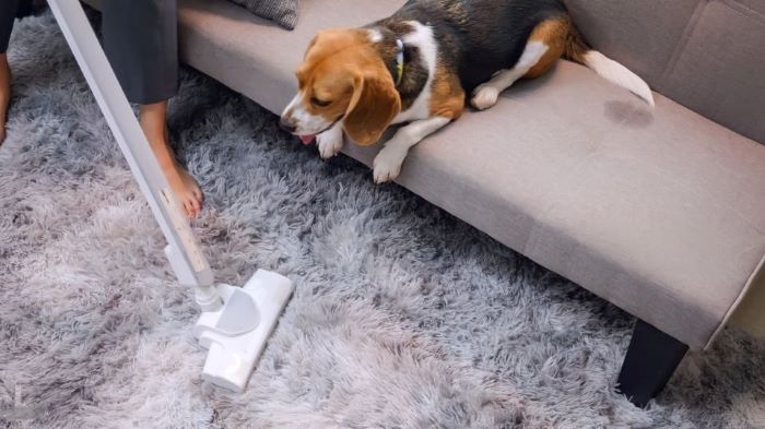How to Clean Dog Smegma off Furniture: Saying Goodbye to Dog Smegma