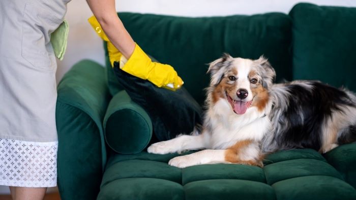 Owner cleaning furniture Owner cleaning furniture