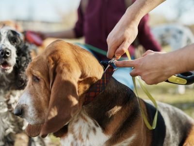 Owner fixing dog's collar Owner fixing dog's collar
