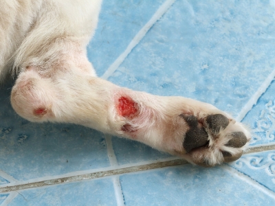 How you Can use Savlon on dogs How you Can use Savlon on dogs