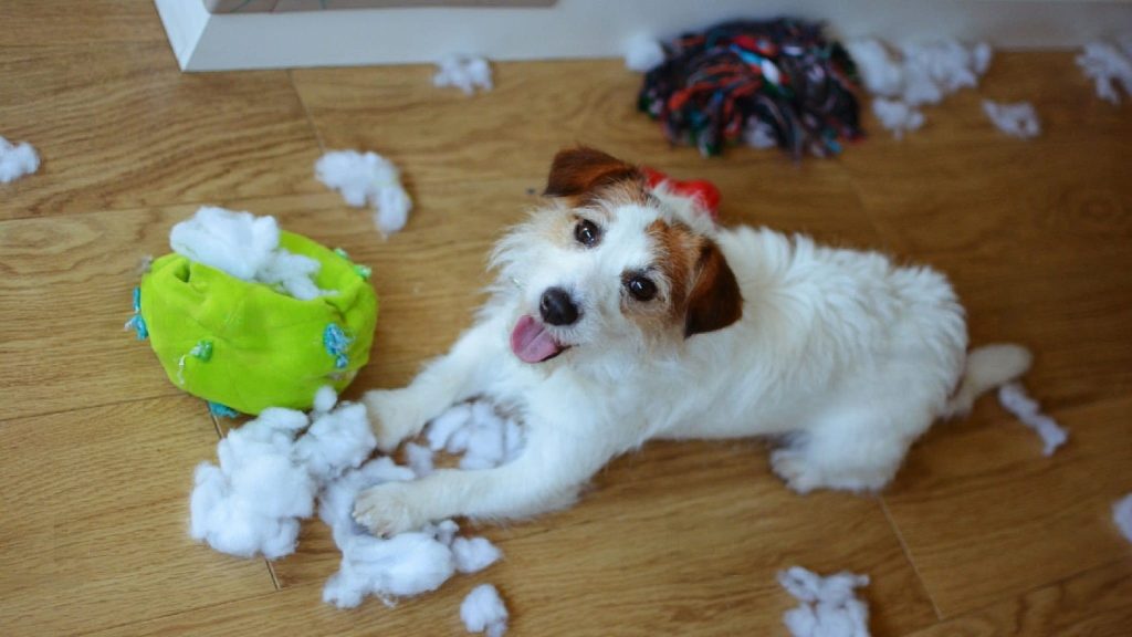 Dog destroying toys