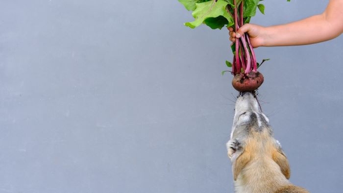 Can Dogs Eat Beetroot Exploring The Nutritional Benefits And Risks can-dogs-eat-beetroot-exploring-the-nutritional-benefits-and-risks