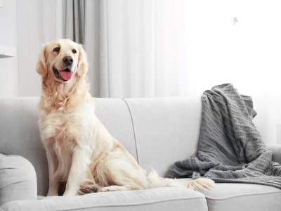 Dog is attention Seeker Dog is attention Seeker