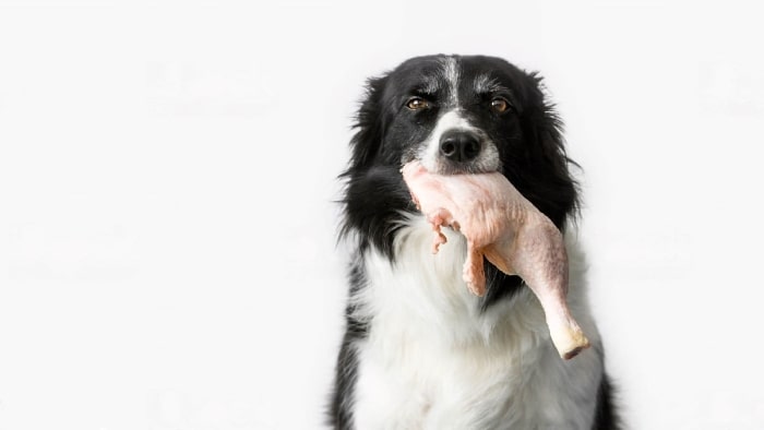 Is Raw Chicken Safe for Dogs