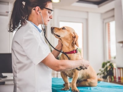 Checking Before Giving Your Dog Oat Milk Checking Before Giving Your Dog Oat Milk