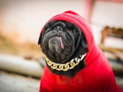 Use A Dog Hoodie for dog Use A Dog Hoodie for dog