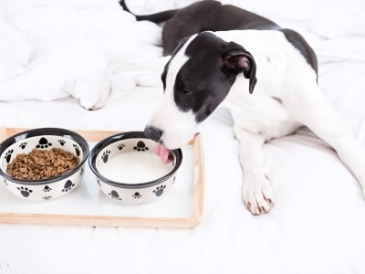 Oat milk for dog recipe Oat milk for dog recipe