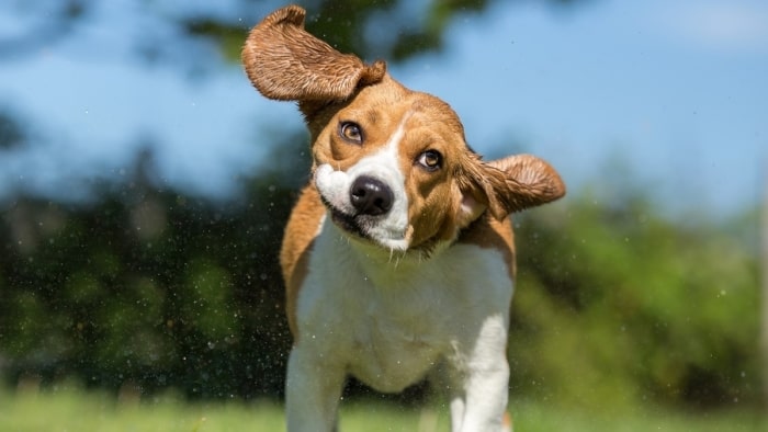 Why Do Dogs Shake Their Toys Why Do Dogs Shake Their Toys