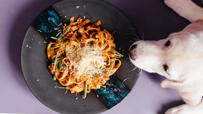 How is pasta safe for dogs