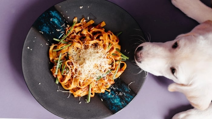 How is pasta safe for dogs How is pasta safe for dogs