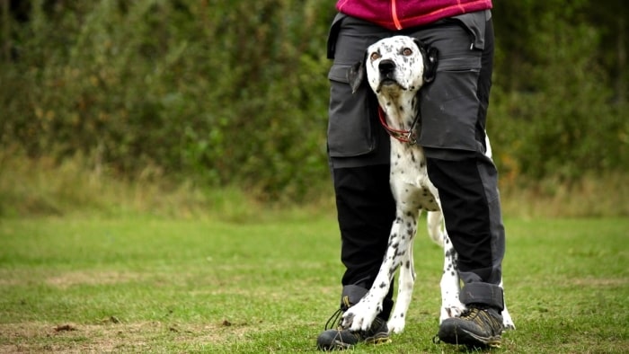 Dog tries to stand over your feet.