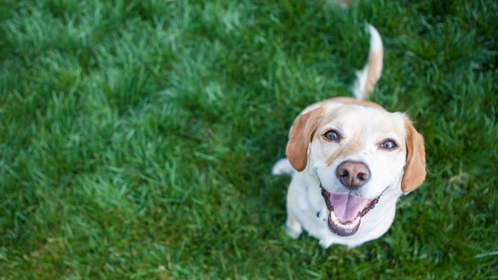 can you use savlon on dog can you use savlon on dog