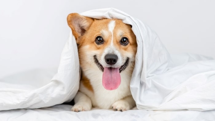 Dog drag his blanket around