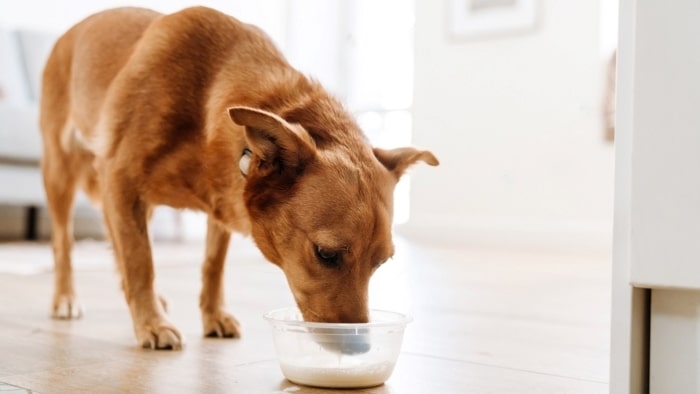 can dogs have oat milk can dogs have oat milk