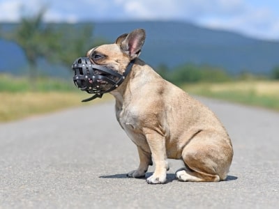 Muzzle Your Dog Muzzle Your Dog