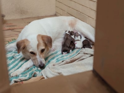 Dog Is Pregnant And Is Nesting Dog Is Pregnant And Is Nesting
