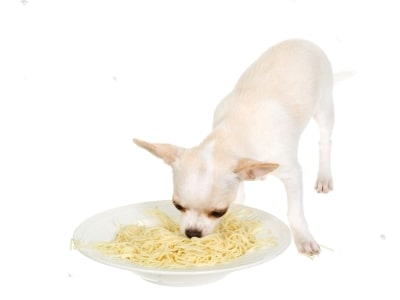 Plain pasta for dog