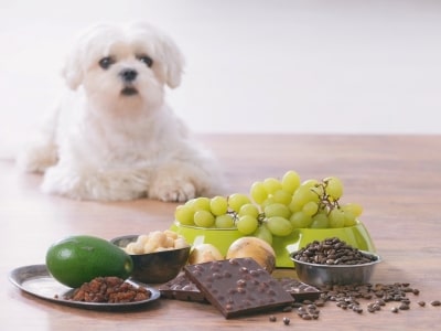 Poisonous food for dogs Poisonous food for dogs