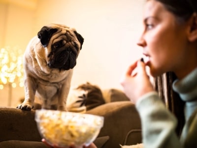 Is Popcorn Safe for Dogs Is Popcorn Safe for Dogs