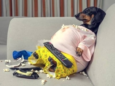 How bad popcorn for dogs How bad popcorn for dogs