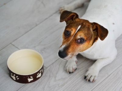 Risk of serving oat milk Risk of serving oat milk