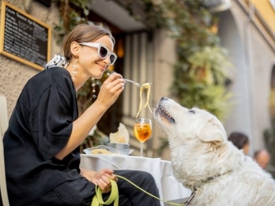 Dogs eat spaghetti Dogs eat spaghetti