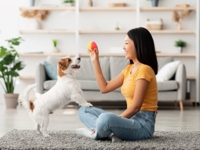 Teach your dog to play with toys 