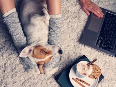 Dog wants to Be Near You Dog wants to Be Near You