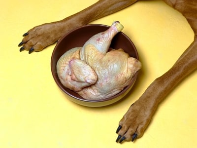 Benefits to Feeding Raw Chicken to Dogs