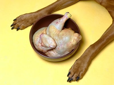Benefits to Feeding Raw Chicken to Dogs Benefits to Feeding Raw Chicken to Dogs