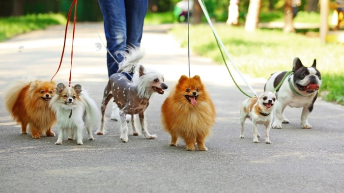 How Many Dogs Can You Walk at Once