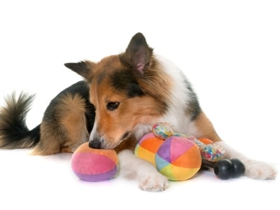 You bought wrong toy You bought wrong toy