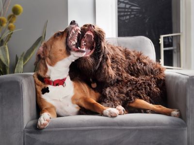 Two dogs fighting Two dogs fighting