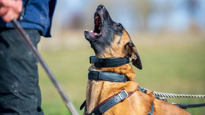 Uncomfortable dog on harness