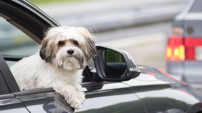 are-dogs-allowed-in-taxi are-dogs-allowed-in-taxi